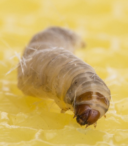 Stock image of mealworm that can eat and live on various types of common plastic S.-S. Yang et al., Ubiquity of polystyrene digestion and biodegradation within yellow mealworms, larvae of Tenebrio molitor Linnaeus (Coleoptera: Tenebrionidae), Chemosphere, 212, pp. 262–271, 2018