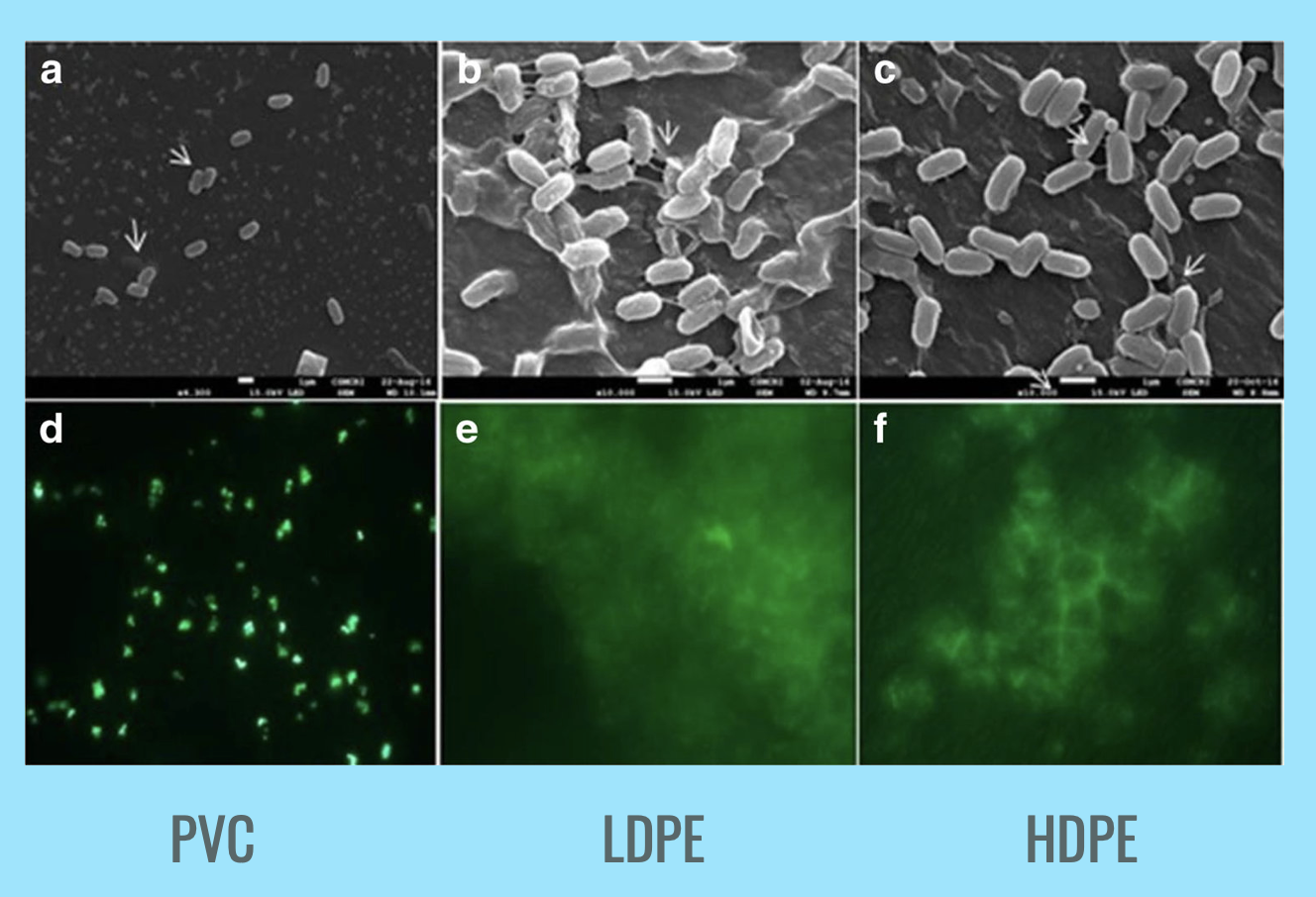 Scanning electron microscope images showing that common plastics PVC, LDPE and HDPE are colonized by and degraded by marine bacteria from the study A. Kumari et al., Destabilization of polyethylene and polyvinylchloride structure by marine bacterial strain, Environmental Science and Pollution Research, 26, pp. 1507–1516, 2018