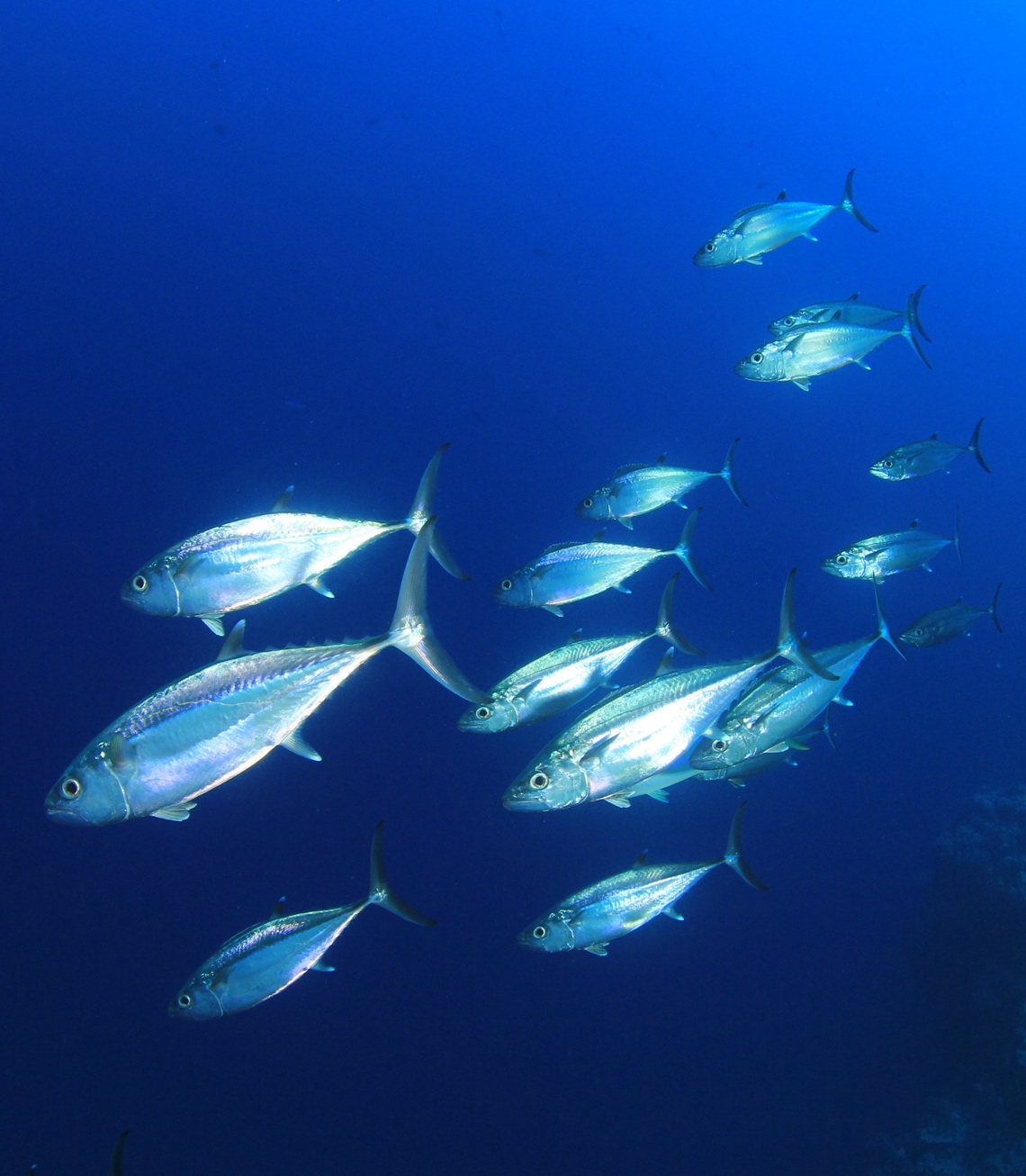 Sparus aurata fish in blue water