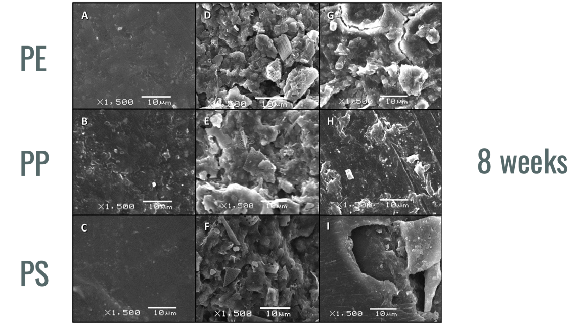 Scanning electron microscope image of the surface of polyethylene, polypropylene and polystyrene degradig rapidly when left in a salt marsh J. E. Weinstein et al., From Macroplastic to Microplastic: Degradation of High-Density Polyethylene, Polypropylene, and Polystyrene in Salt Marsh Habitat, Environmental Toxicology & Chemistry, 35 (7), pp. 1632–1640, 2016