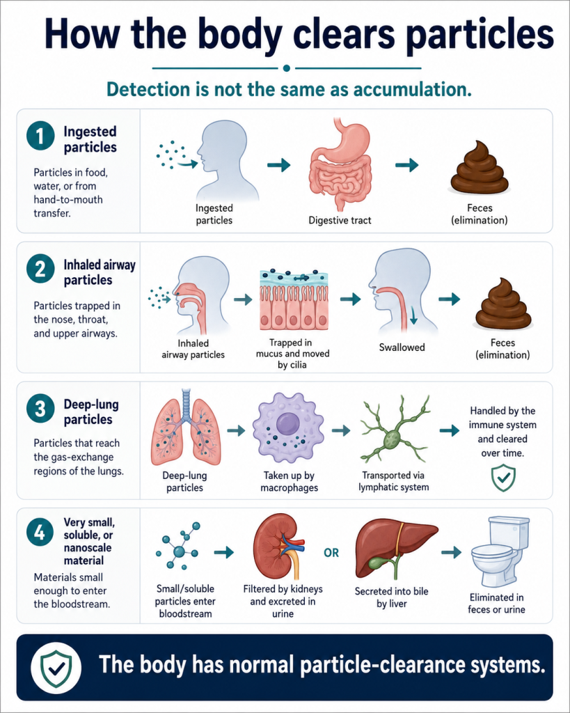 How the Body Clears Particles Including Microplastics
